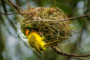 Birdhouse Vs. Nesting Platforms: Which Works Best for Sparrow Birds