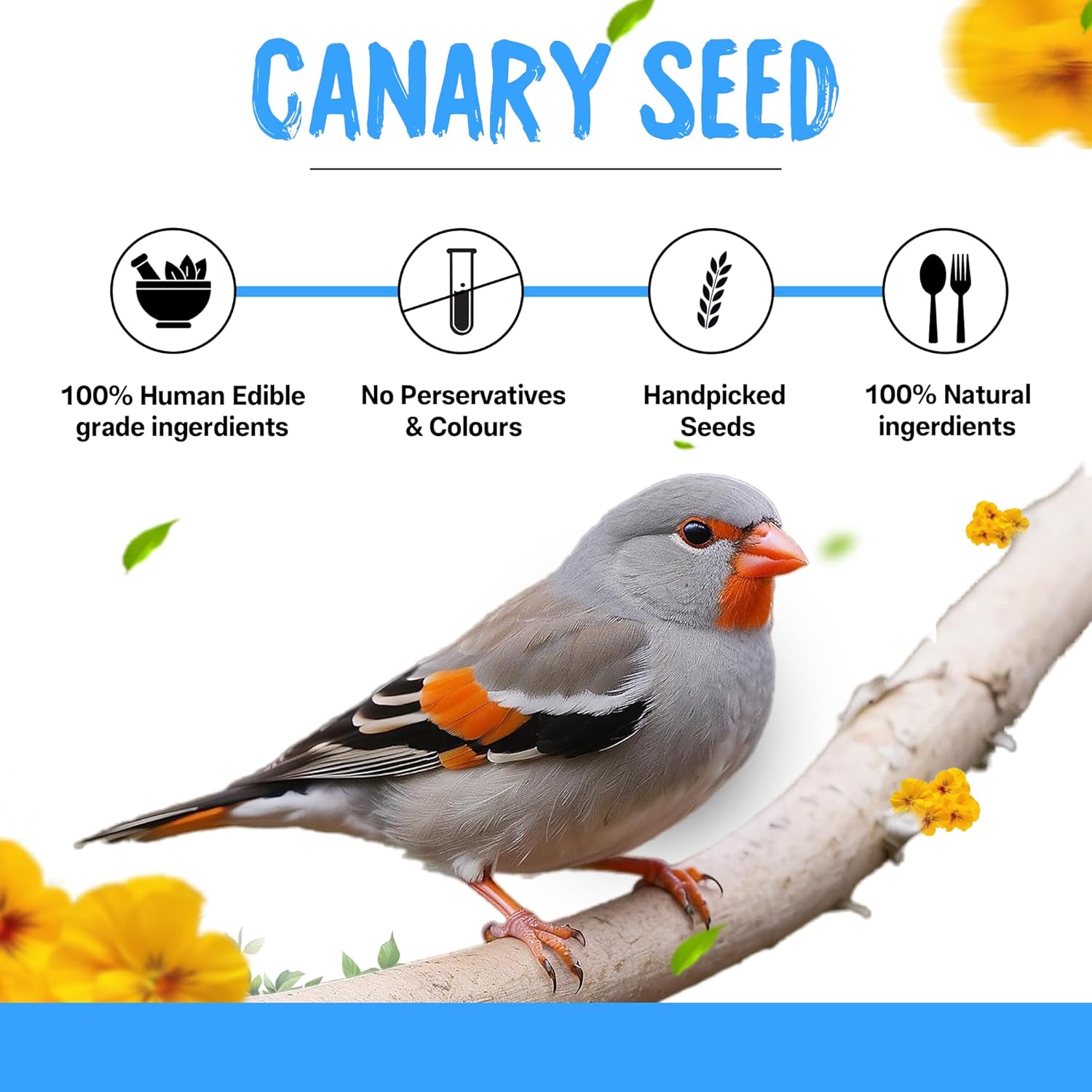 Sparrow Daughter Canary Seeds Bird Food for Canaries, Finches, Budgies, Parakeets, 100% Natural, High Fiber Healthy Premium Seeds Suitable for All Types of Birds