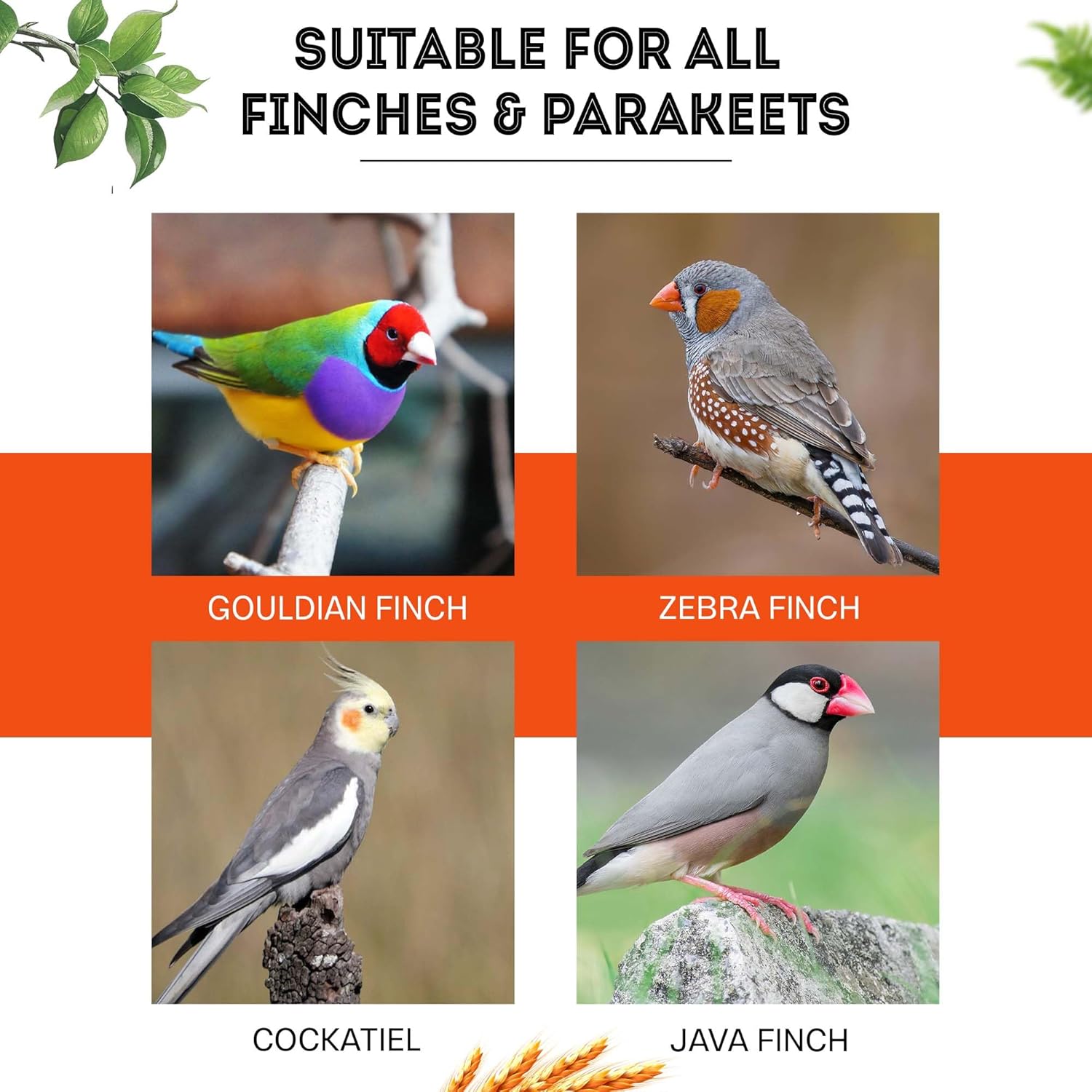 Sparrow Daugther Premium Oats Seed for Finches & Parakeets, Bird Food for All Types of Birds, Lovebirds, Cockatiels, African Grey, Cockatoo. Dry Long Oat Seeds for Everyday use.