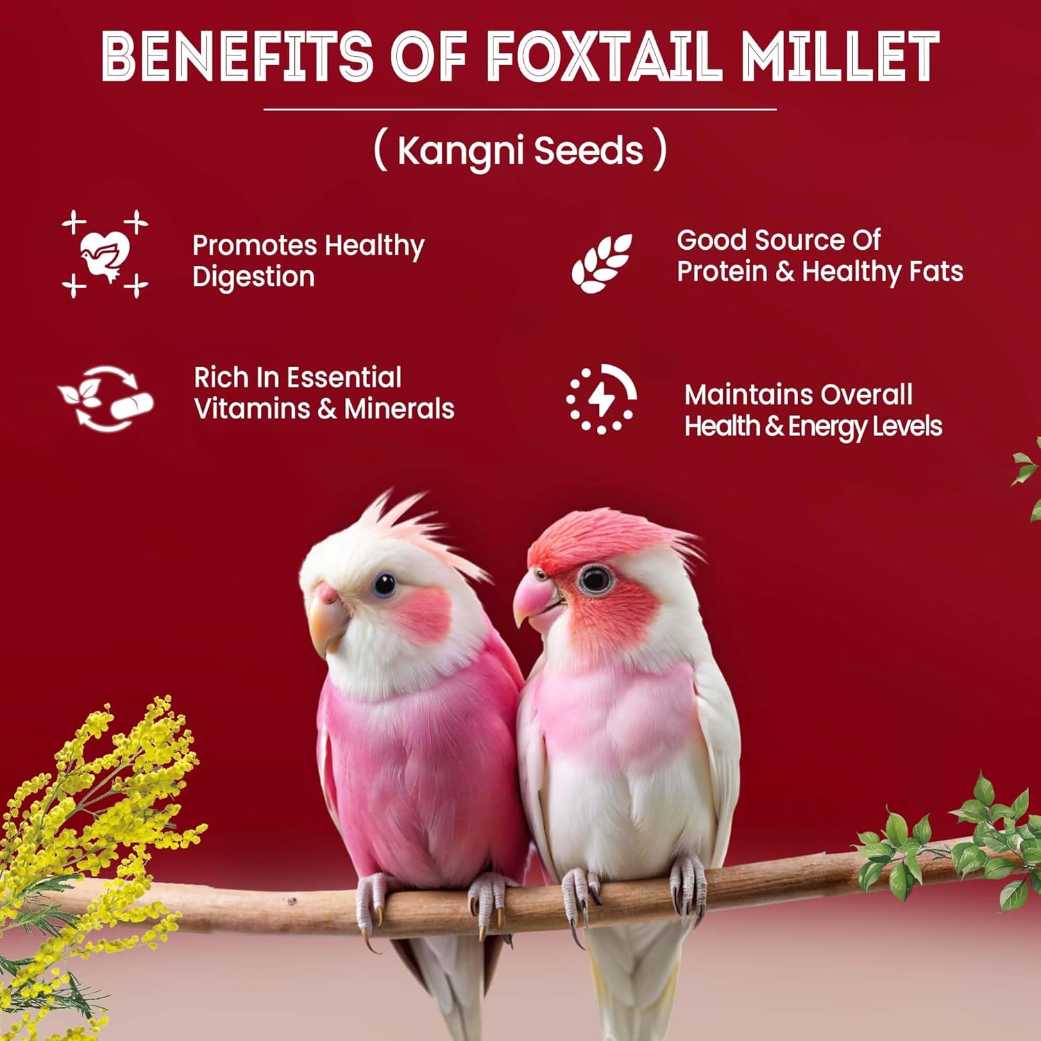 Sparrow Daughter Foxtail Millet (Kangni) Bird Food Suitable for Finches, Parakeets, Budgies, Lovebirds, Cockatiels & Parrots. Daily Natural & Healthy Bird Food