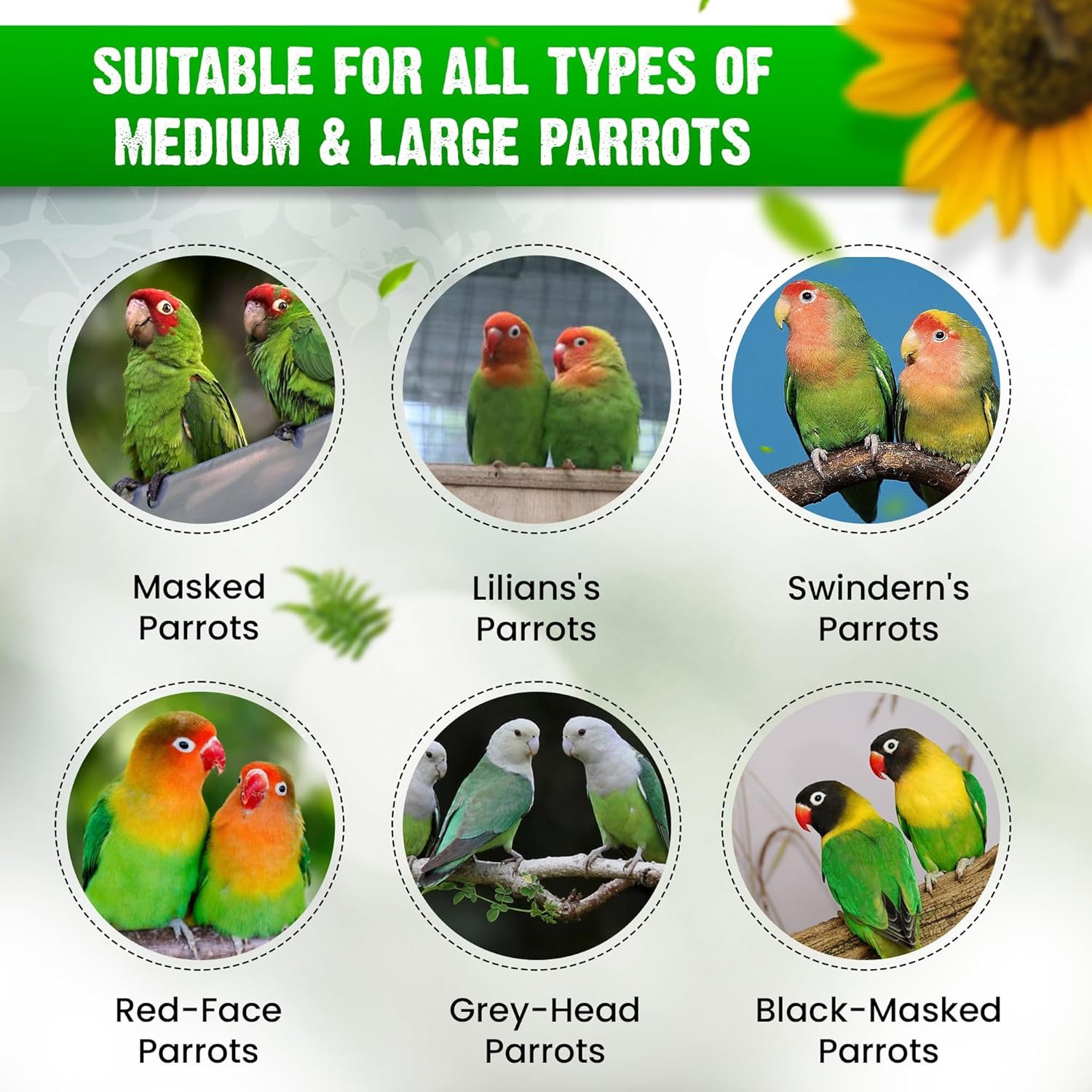 Sparrow Daughter Striped Sunflower Seed for Birds, Natural & Healthy Bird Food for Conures, Lovebirds, Cockatiels, African Grey, Macaws, Cockatoo, Parakeets & Parrots