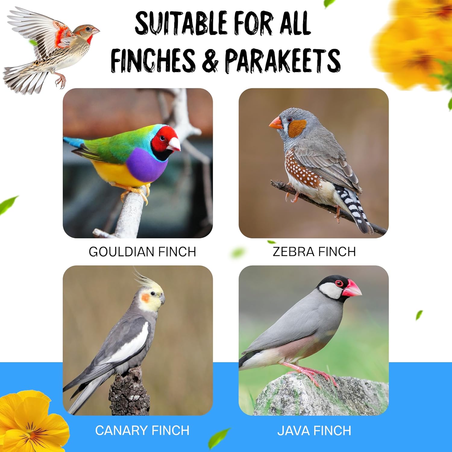 Sparrow Daughter Canary Seeds Bird Food for Canaries, Finches, Budgies, Parakeets, 100% Natural, High Fiber Healthy Premium Seeds Suitable for All Types of Birds