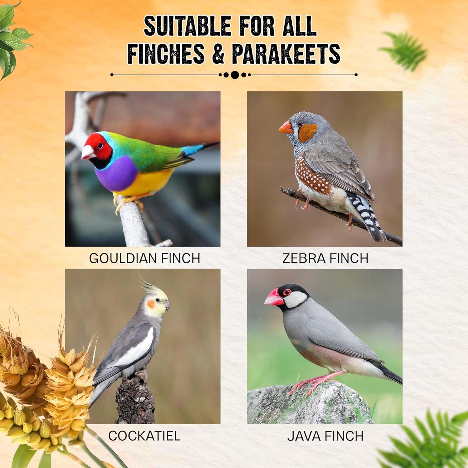 Sparrow Daughter Pearl Millet (Bajra) Premium Healthy Bird Food for Finches, Parakeets, Lovebirds, Cockatiels, Parrots, Everyday Bird Food Seeds, All Life Stages