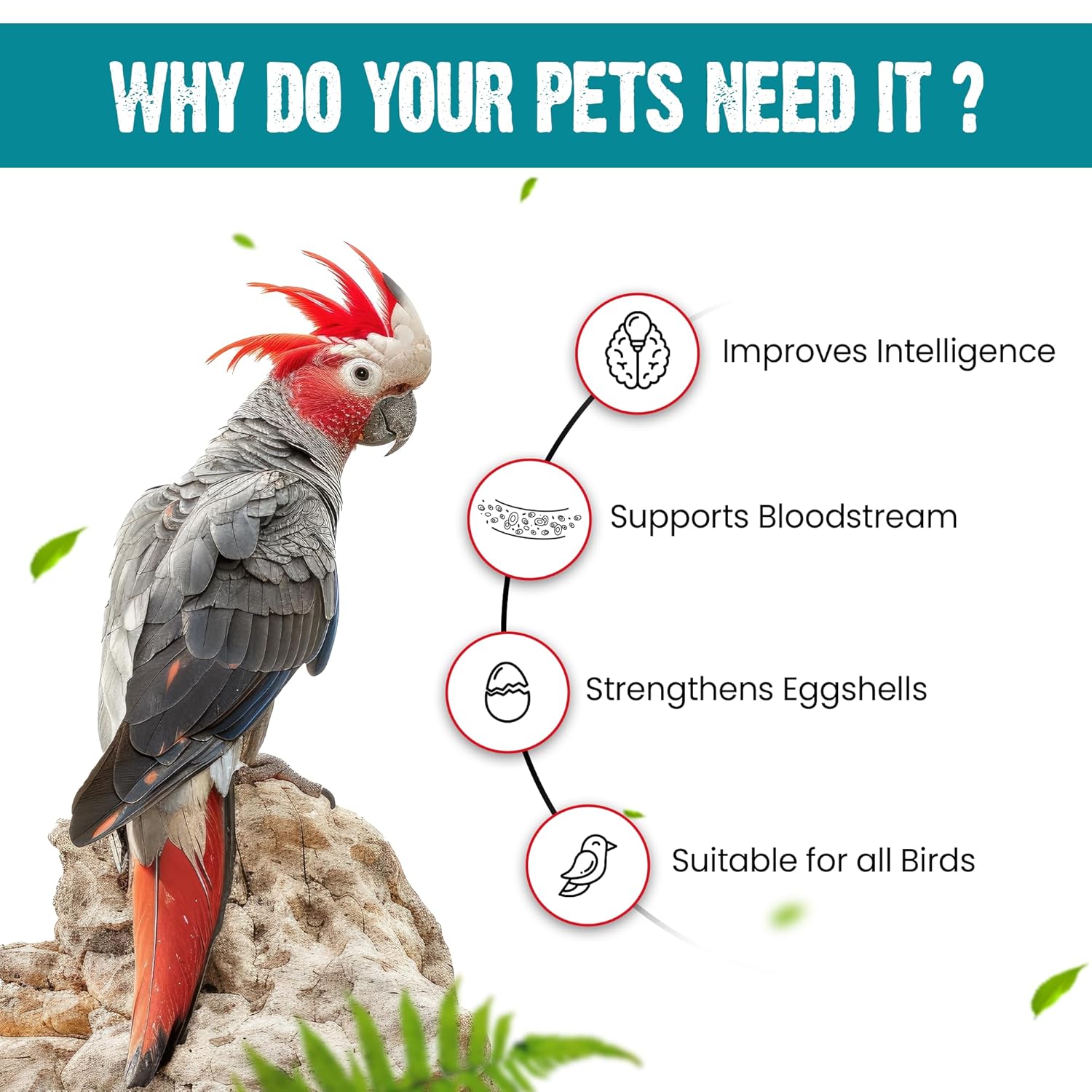 Sparrow Daughter Cuttlefish Bone for Birds, Bird Food with high Calcium for Finches, Budgies, Conures, Lovebirds, Cockatiels, African Grey, Macaws, Parakeets & Parrots, 100 Grams