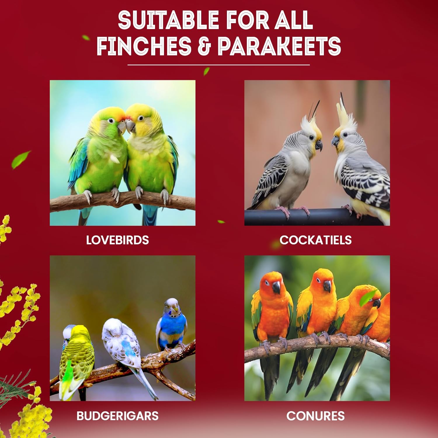 Sparrow Daughter Foxtail Millet (Kangni) Bird Food Suitable for Finches, Parakeets, Budgies, Lovebirds, Cockatiels & Parrots. Daily Natural & Healthy Bird Food