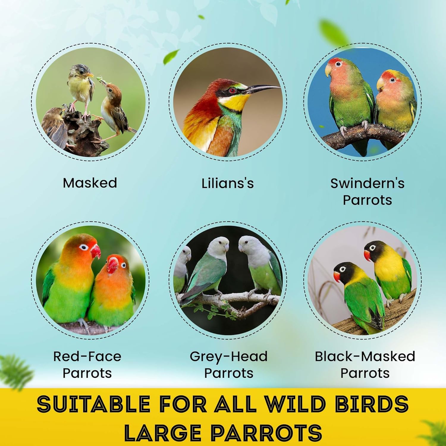 Sparrow Daughter Safflower Seeds, Bird Food for Wild Birds & Large Parrots enriched with Nutrition, Kusum Beej/Kardi Seed for African Grey, Macaws, Cockatoo.