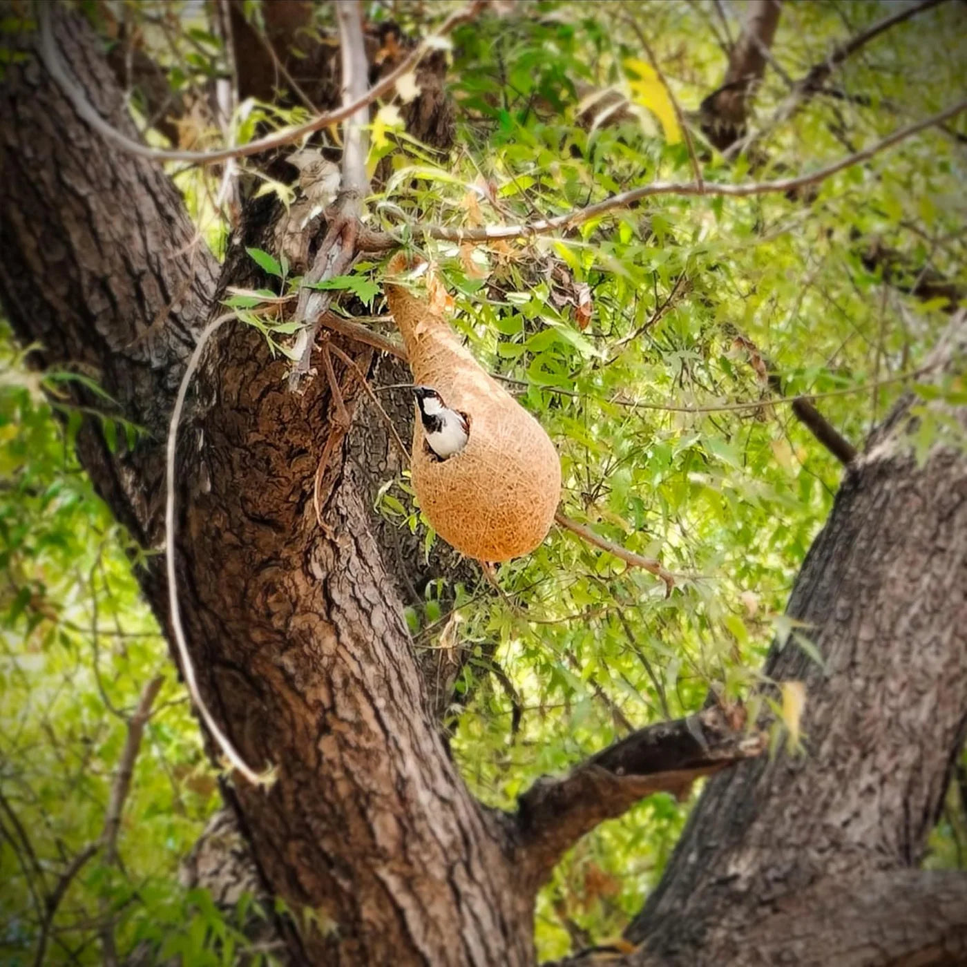 Handwoven Coir Bird Nest - Natural Hanging Birdhouse for Sparrows, Finches, Java Sparrows & Other Small Birds, Ideal for Gardens, Balconies & Trees
