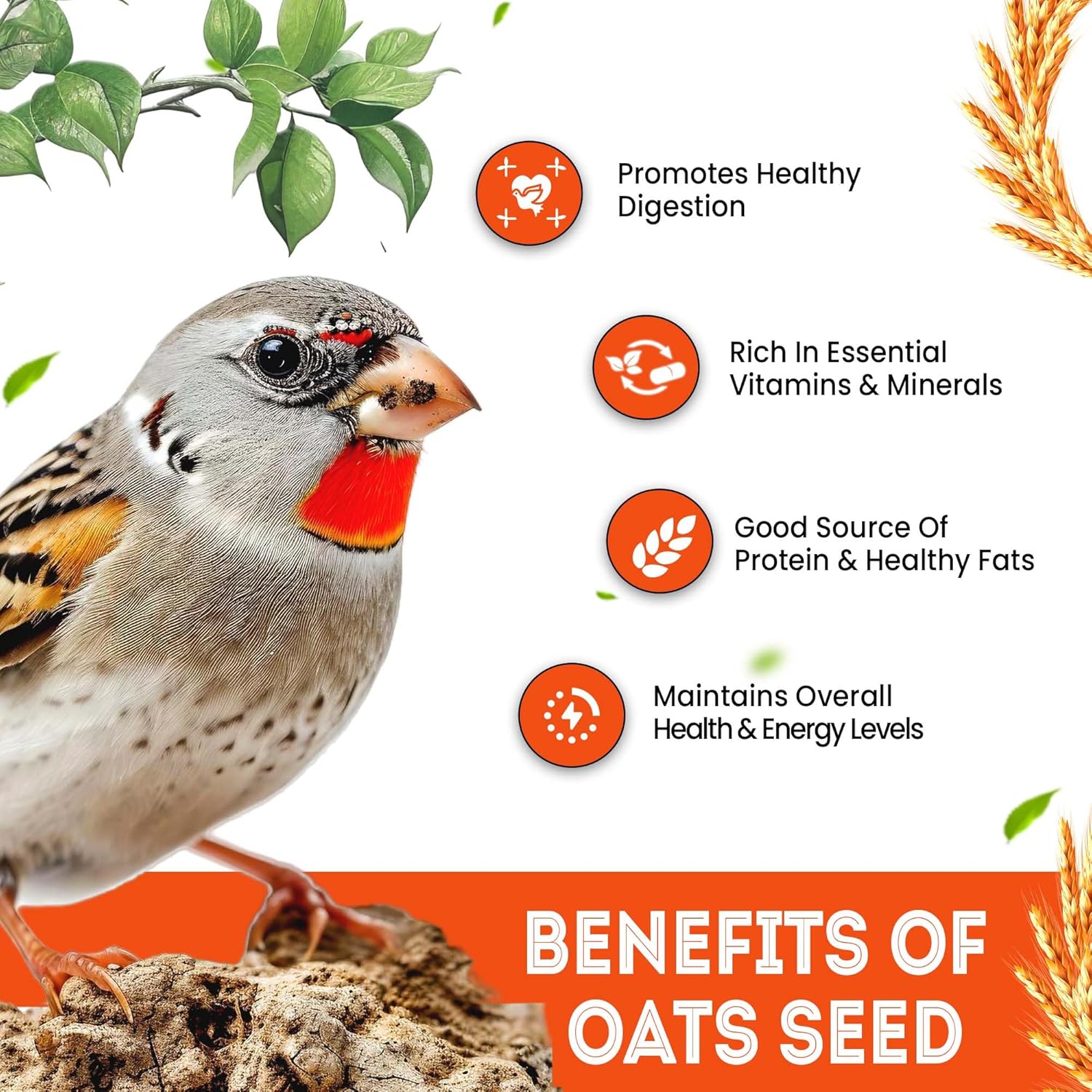 Sparrow Daugther Premium Oats Seed for Finches & Parakeets, Bird Food for All Types of Birds, Lovebirds, Cockatiels, African Grey, Cockatoo. Dry Long Oat Seeds for Everyday use.