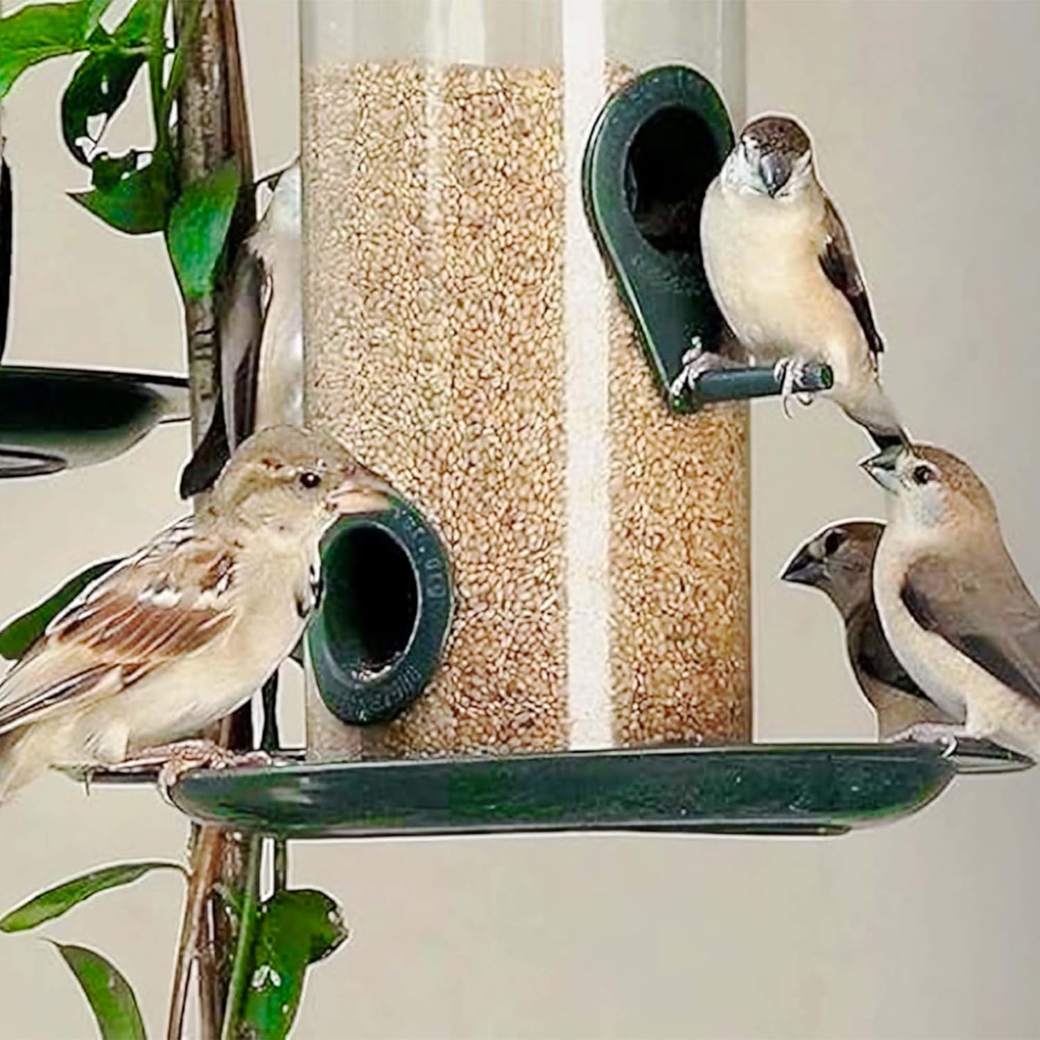 Sparrow Daughter Foxtail Millet (Kangni) Bird Food Suitable for Finches, Parakeets, Budgies, Lovebirds, Cockatiels & Parrots. Daily Natural & Healthy Bird Food