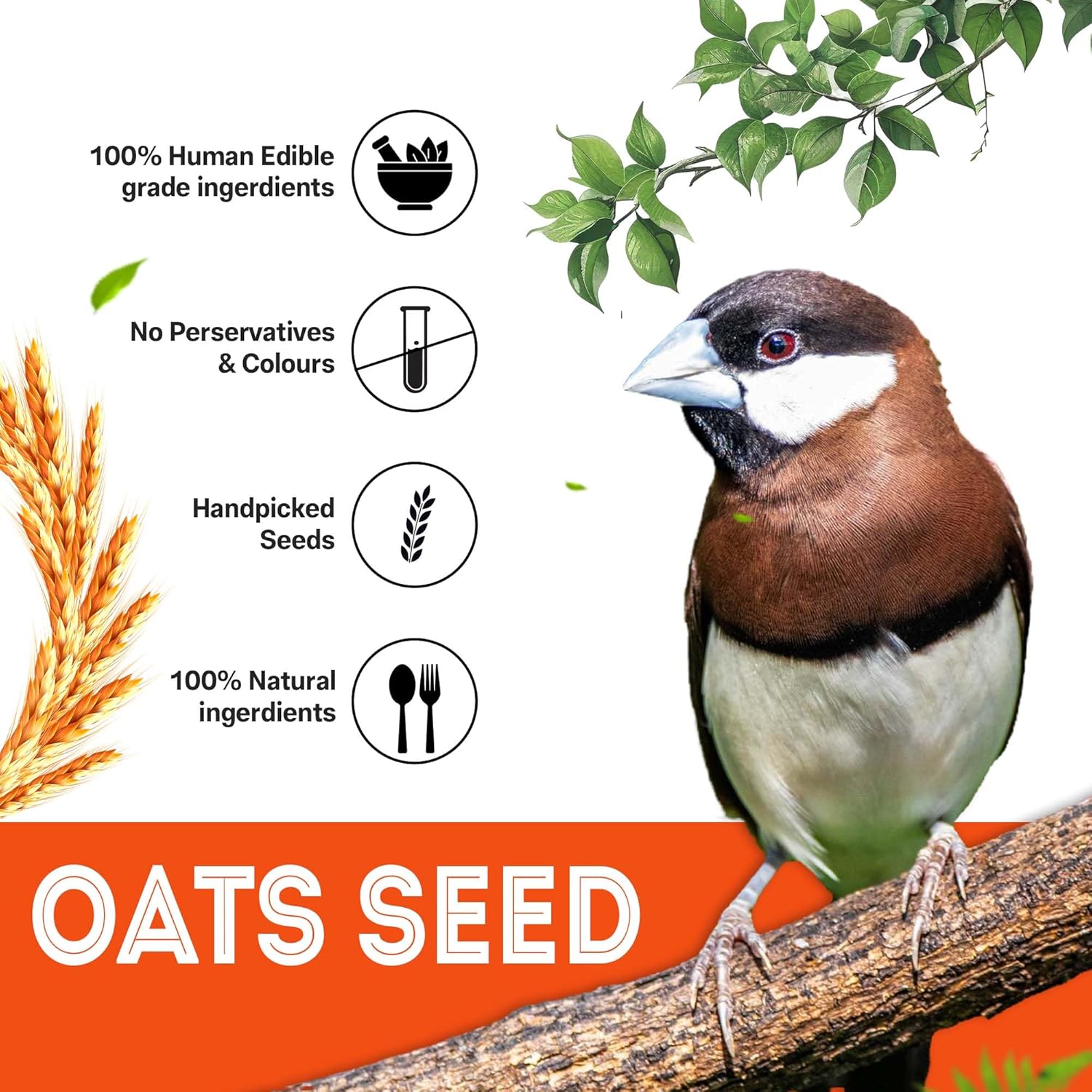 Sparrow Daugther Premium Oats Seed for Finches & Parakeets, Bird Food for All Types of Birds, Lovebirds, Cockatiels, African Grey, Cockatoo. Dry Long Oat Seeds for Everyday use.