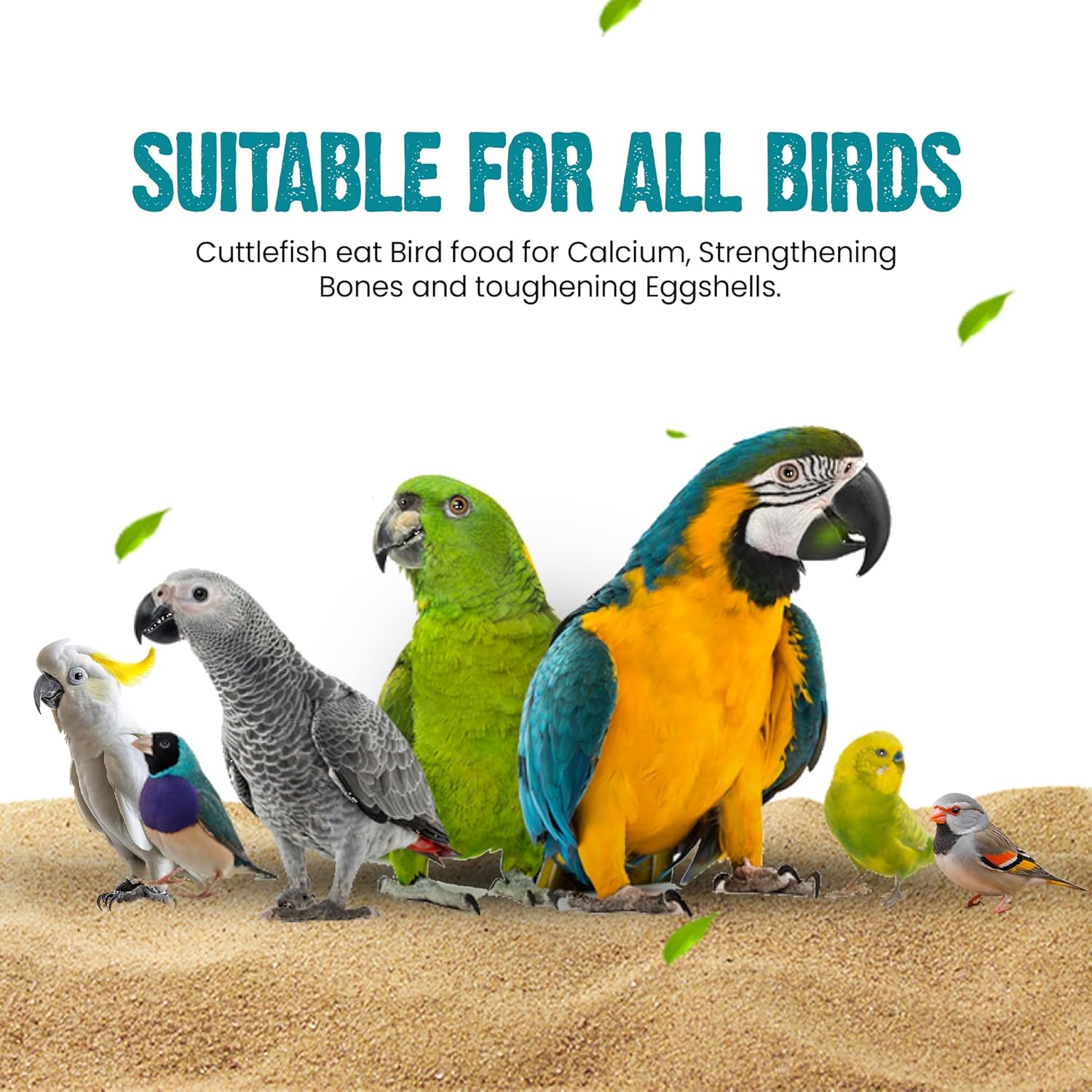 Sparrow Daughter Cuttlefish Bone for Birds, Bird Food with high Calcium for Finches, Budgies, Conures, Lovebirds, Cockatiels, African Grey, Macaws, Parakeets & Parrots, 100 Grams